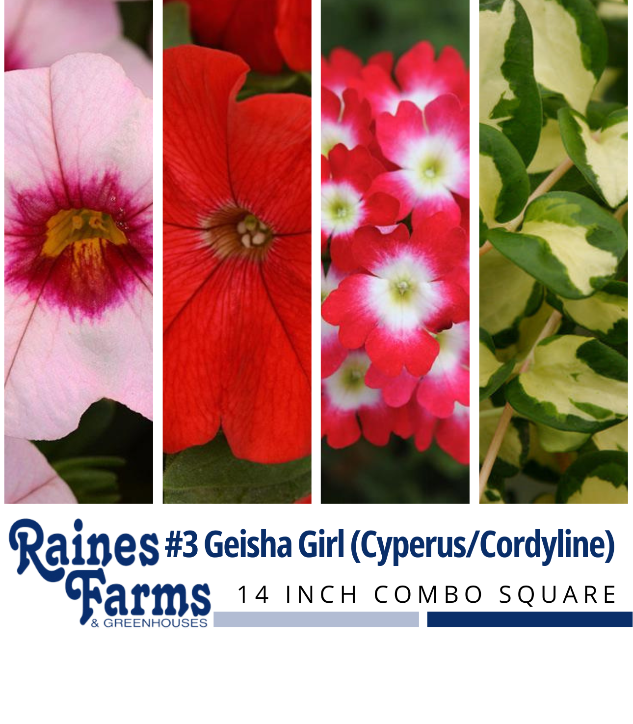 #3: Geisha Girl (Cyperus/Cordyline) 14 Inch Combo Square
